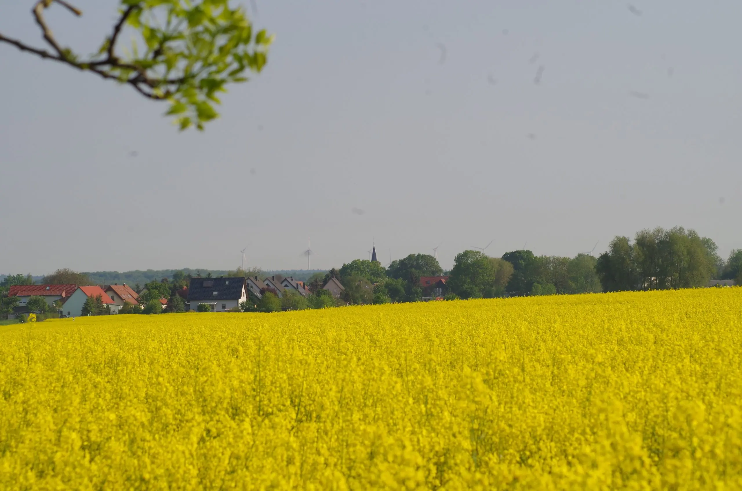 Wulkenzin-Rapsfeld
